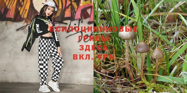 кокс Дмитров